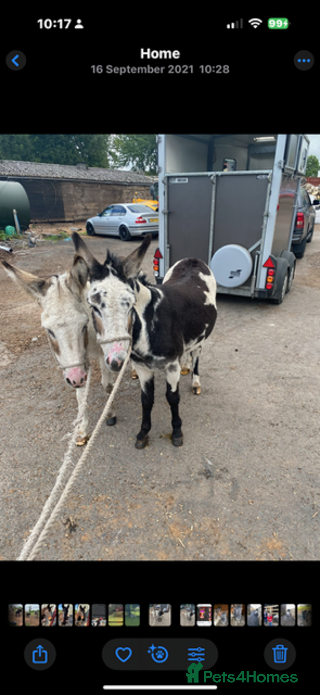 Donkey livestock for sale: donkeys  - Image 2