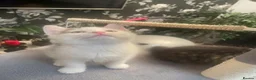 Mixed Breed cats for sale: 3 Kittens Looking For A Loving Home - Advert 7