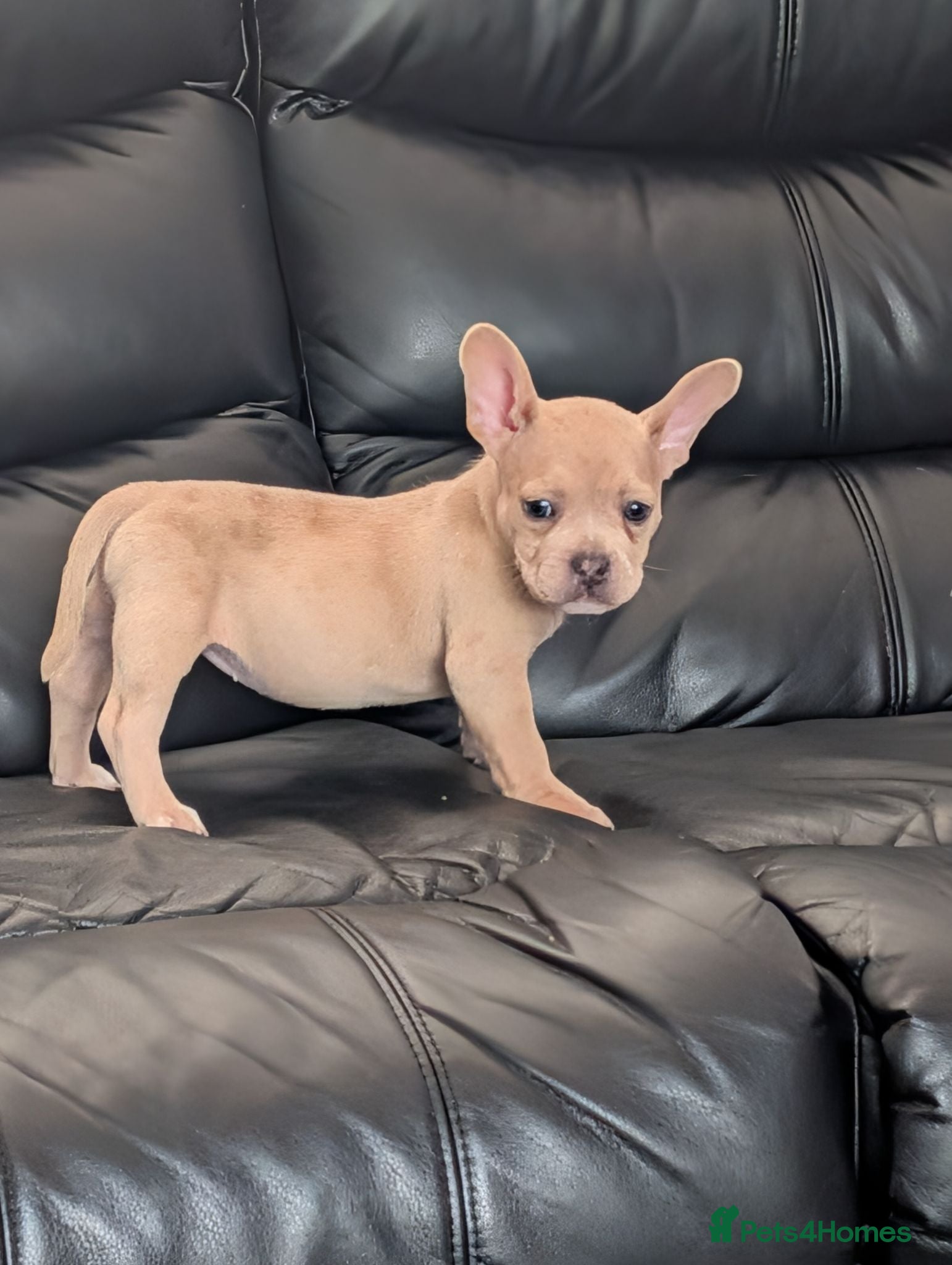 Mixed Breed dogs Frenchie X bully  - Advert 5