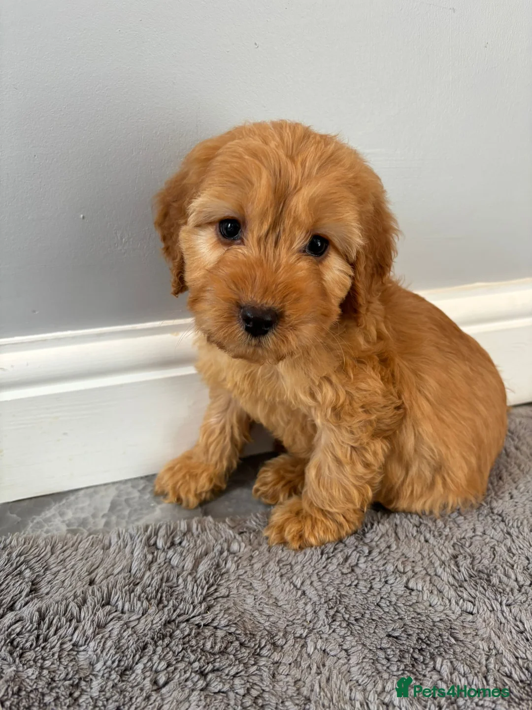 Cockapoo dogs for sale: Cockapoo puppies ready now  - Advert 12