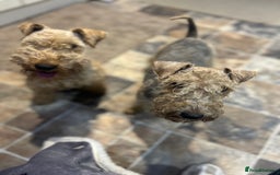 Lakeland Terrier dogs for sale: Lakeland terrier puppies - Image 15