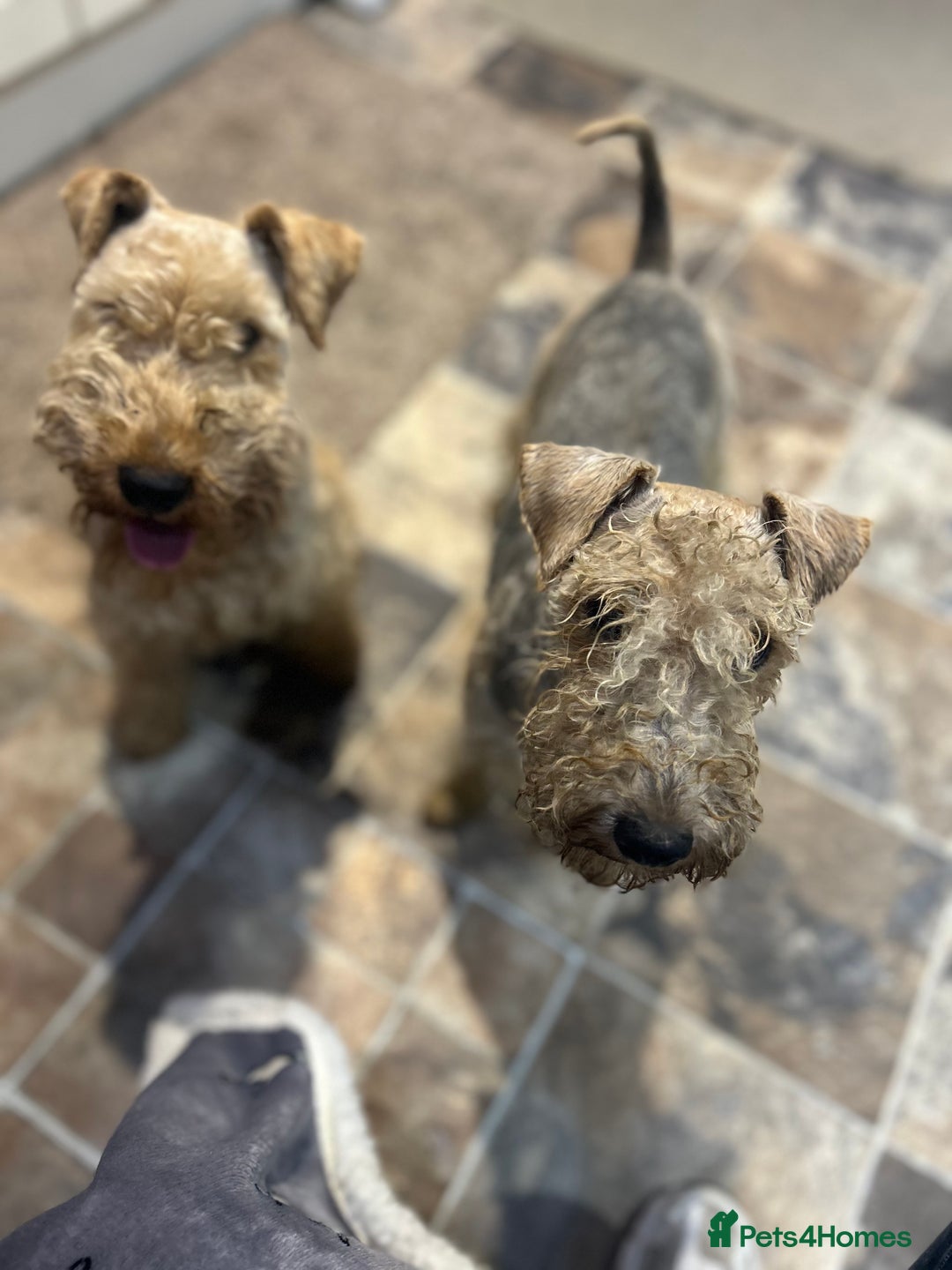 Lakeland Terrier dogs for sale: Lakeland terrier puppies - Image 15