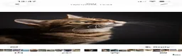 Bengal cats for sale: Outstanding TICA Breeding Queen Available 😻😻 - Advert 4