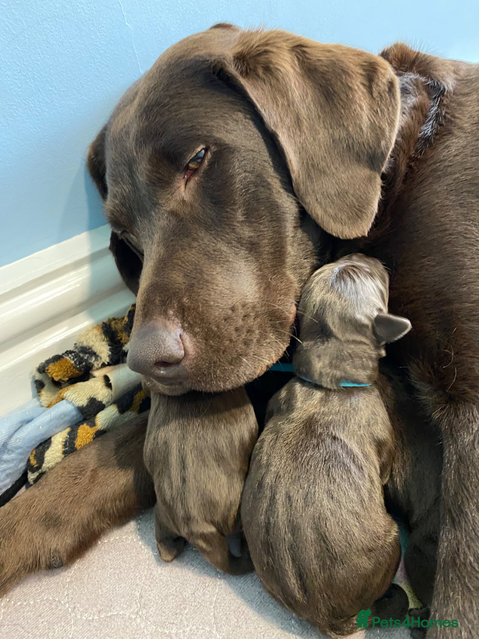 Labrador Retriever dogs KC Registered Chocolate Labrador Puppies - Advert 1