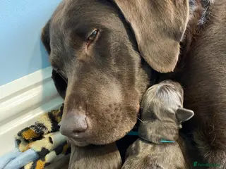 Labrador Retriever dogs KC Registered Chocolate Labrador Puppies - Advert 5