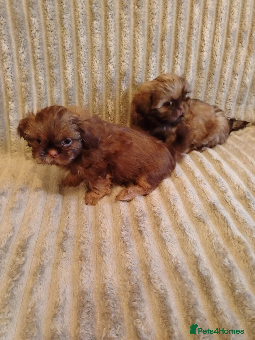 Shih Tzu dogs for sale: Beautiful imperial shih tzu babies  - Advert 15