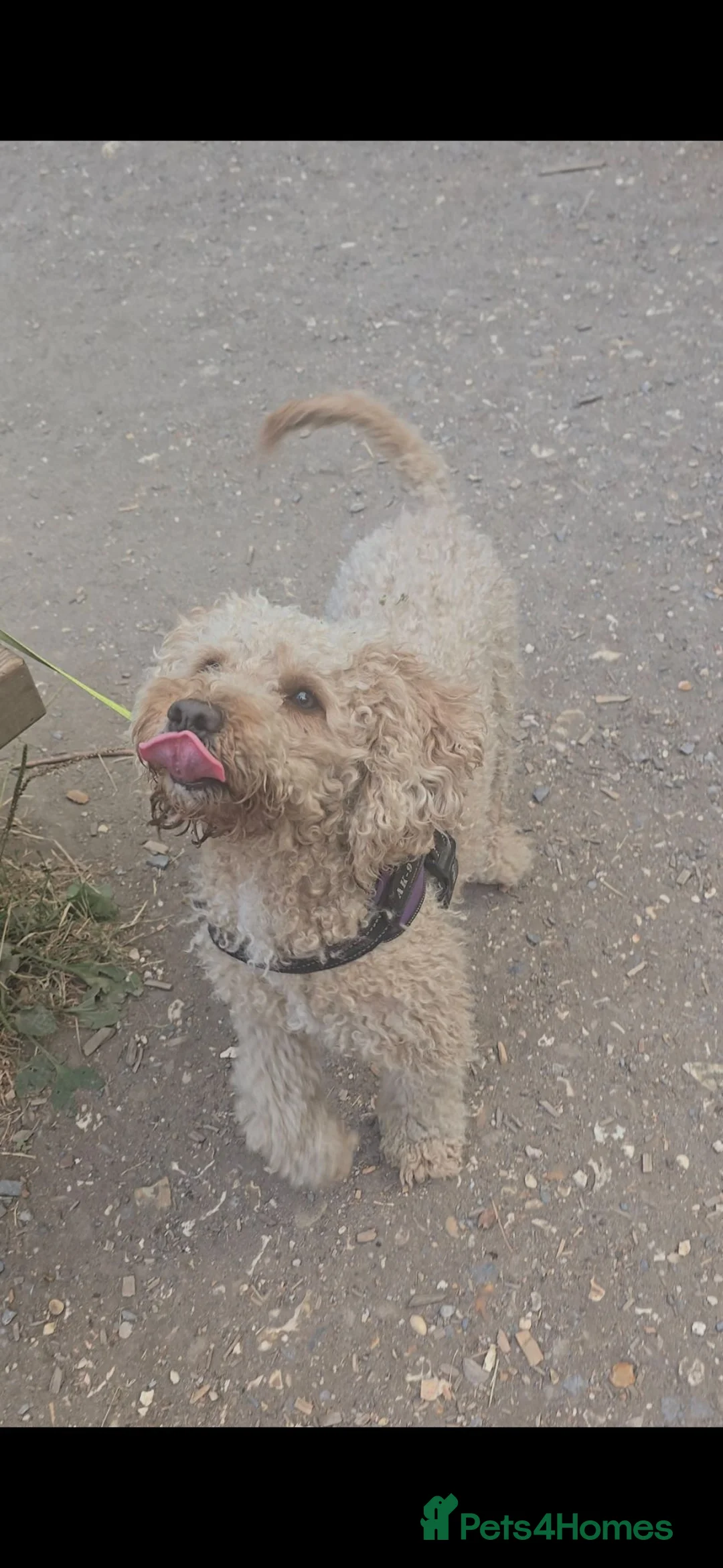 Cockapoo dogs for sale: Kiko 2 years old - Advert 5
