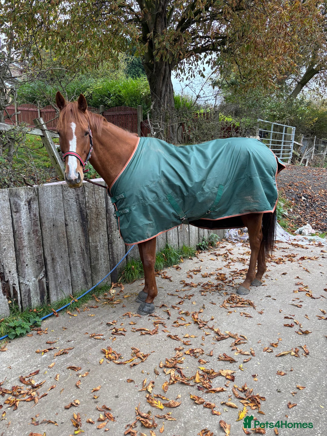 English Thoroughbred horses for sale: 16.2 Chestnut TB Mare - Advert 2