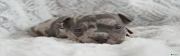 American Bully dogs for sale: Beautiful American pocket bullys  - Advert 3