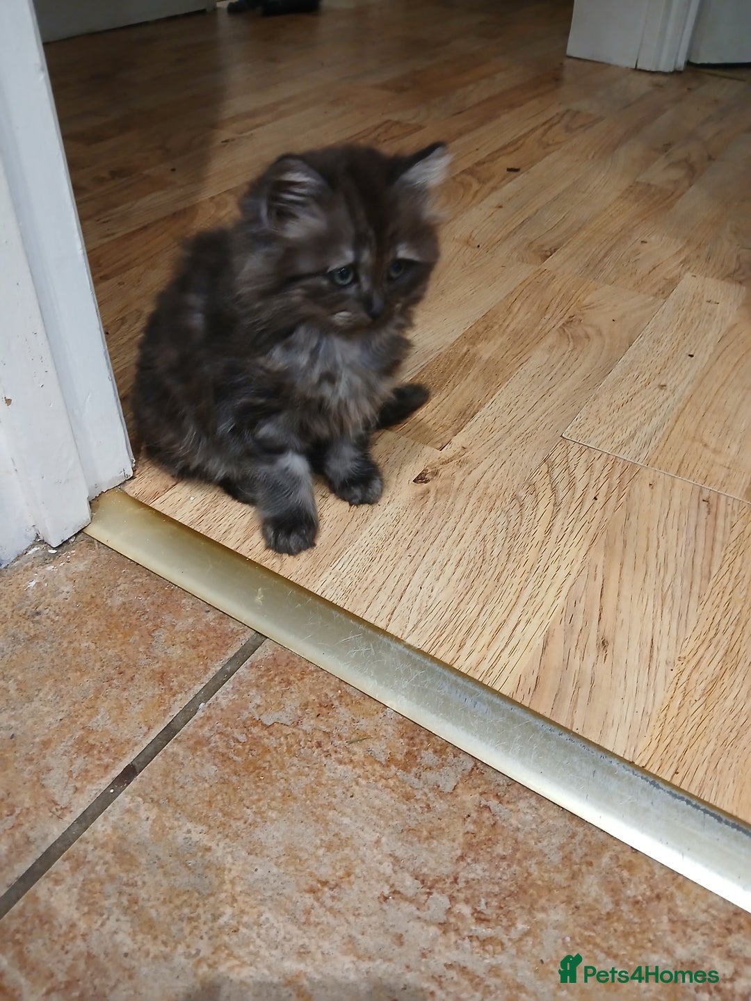 Mixed Breed cats for sale: British long hair cross Ragdoll  - Image 19