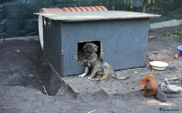 Mixed Breed dogs for adoption: 💖🐶 LOLLY & JOLIE 🐶💖 - Image 27