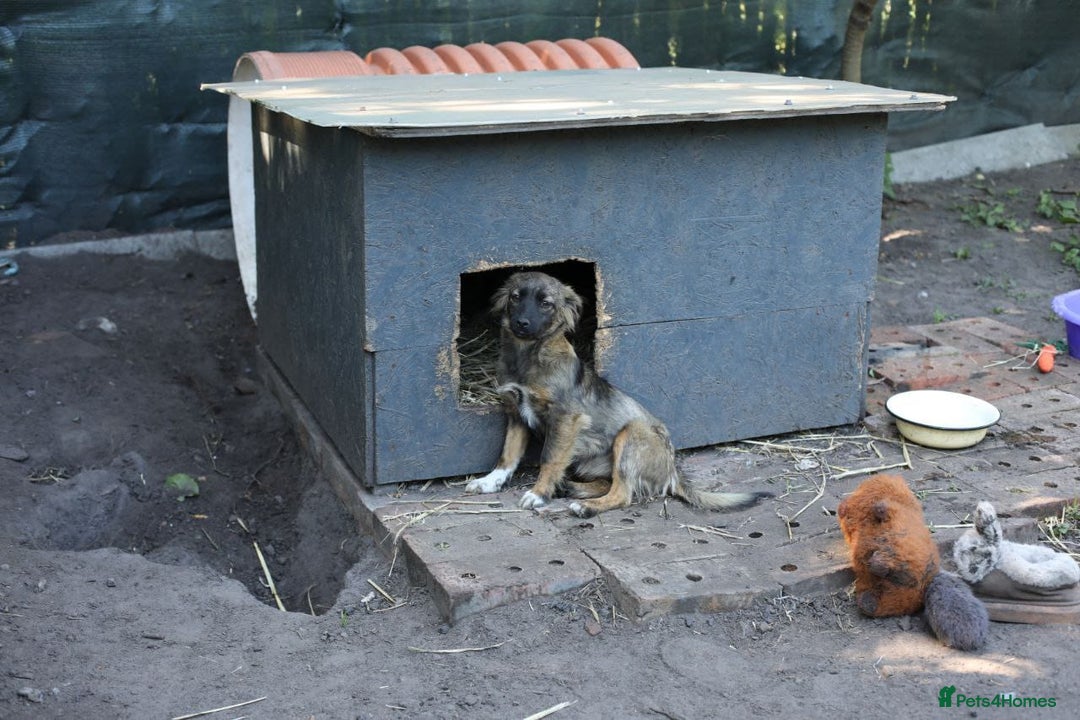 Mixed Breed dogs for adoption: 💖🐶 LOLLY & JOLIE 🐶💖 - Image 27