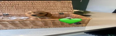 Cockapoo 1