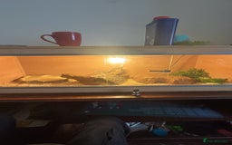 Corn Snake reptiles for sale: Corn snake for sale - Image 6