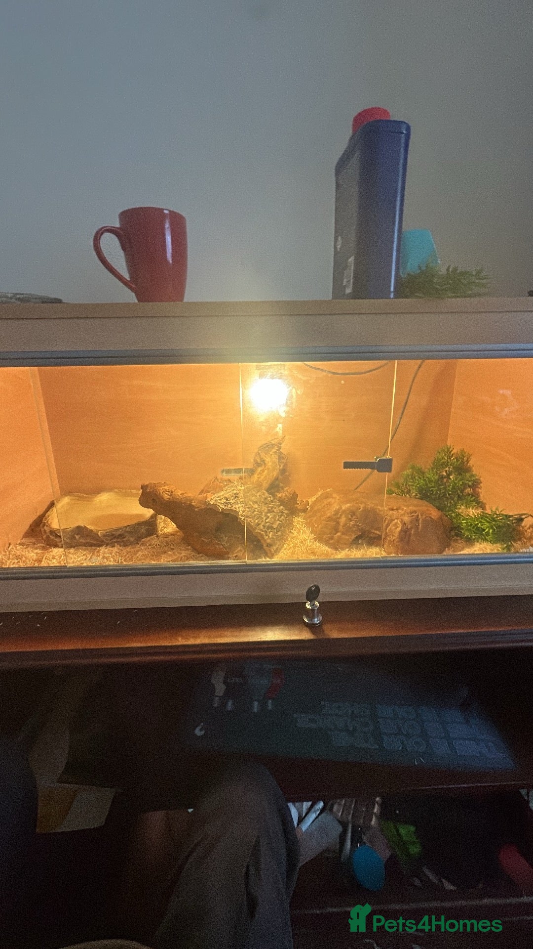 Corn Snake reptiles for sale: Corn snake for sale - Image 6