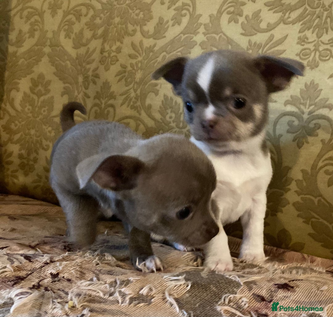 Chihuahua dogs for sale: Chihuahua girls from licensed breeder - Image 10