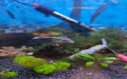 Plecos fish for sale: Longfin and shortfin brown bristlenose plecs  - Image 4