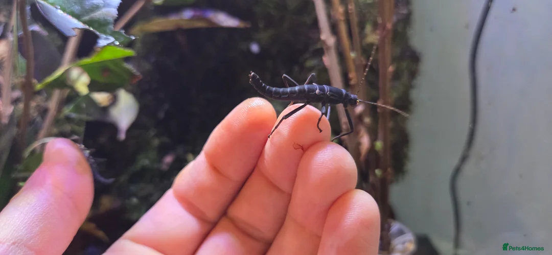 Stick Insects invertebrates for sale: Black Beauty stick insects, peruphasma shulteii  - Advert 6
