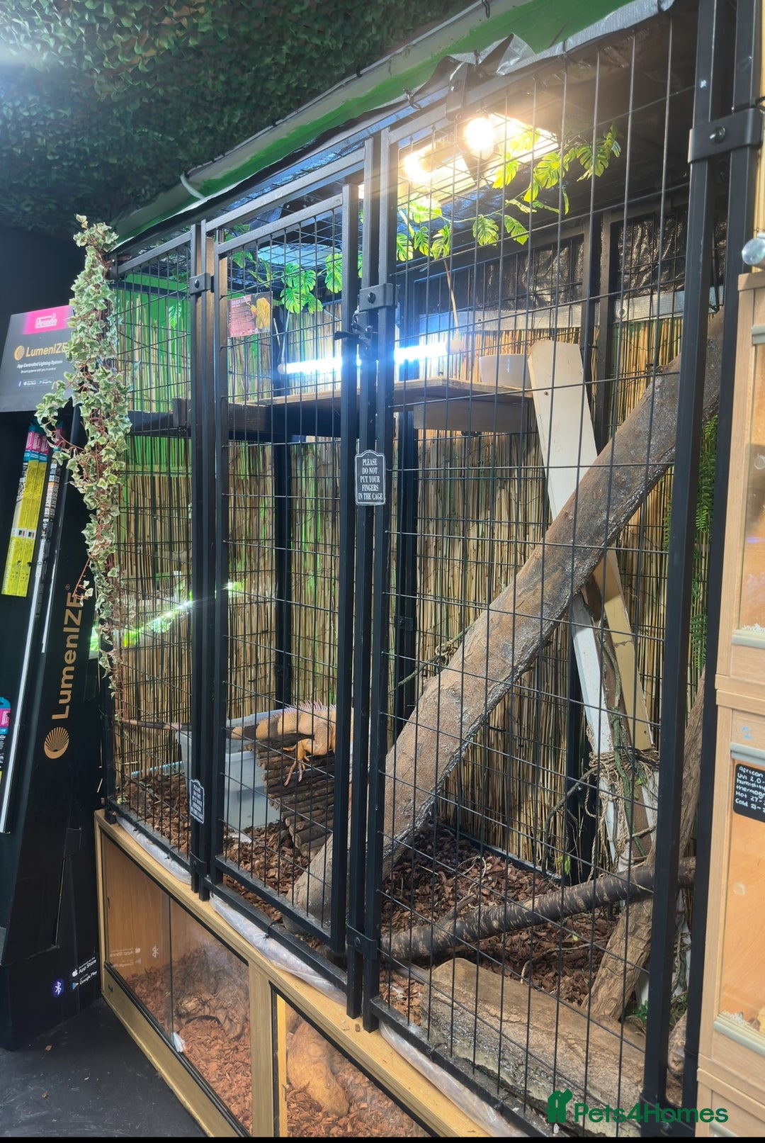Iguana reptiles for sale: 4 Year Old Male Green (Red) Iguana - Image 5
