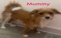 Jackapoo dogs for sale: Cavapoo x jack Russell puppies  - Image 12