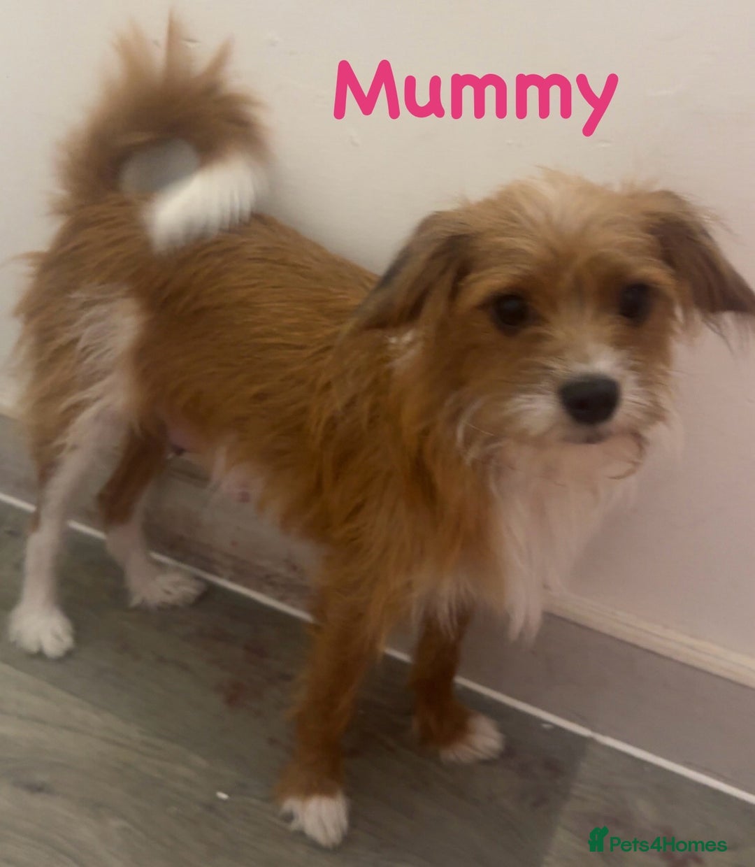 Jackapoo dogs for sale: Cavapoo x jack Russell puppies  - Image 12