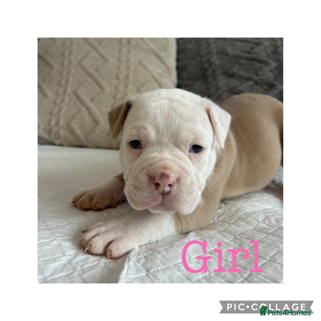 Olde English Bulldogge dogs for sale: 7 olde English bulldogs puppies - Image 5