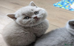 British Shorthair cats for sale: Blue British Shorthair Kittens - Advert 5