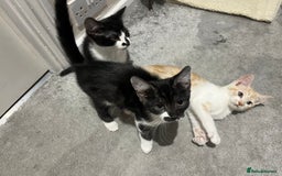 Mixed Breed cats for sale: Lovely playful kittens  - Image 3