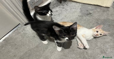 Mixed Breed cats - Advert 4
