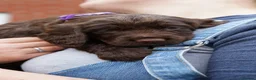 Sprocker dogs for sale: Joyful Sprocker Puppies for Sale - Advert 3