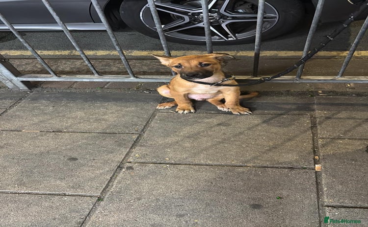 Mixed Breed dogs Rare trained puppy for sale  - Advert 2