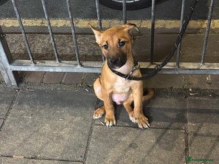 Mixed Breed dogs Rare trained puppy for sale - Advert 1
