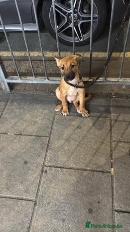 Mixed Breed dogs Rare trained puppy for sale - Advert 2