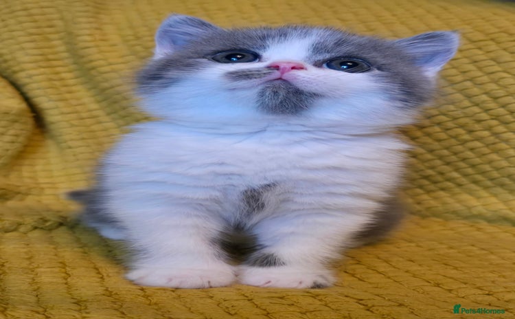 British Shorthair cats - Advert 15