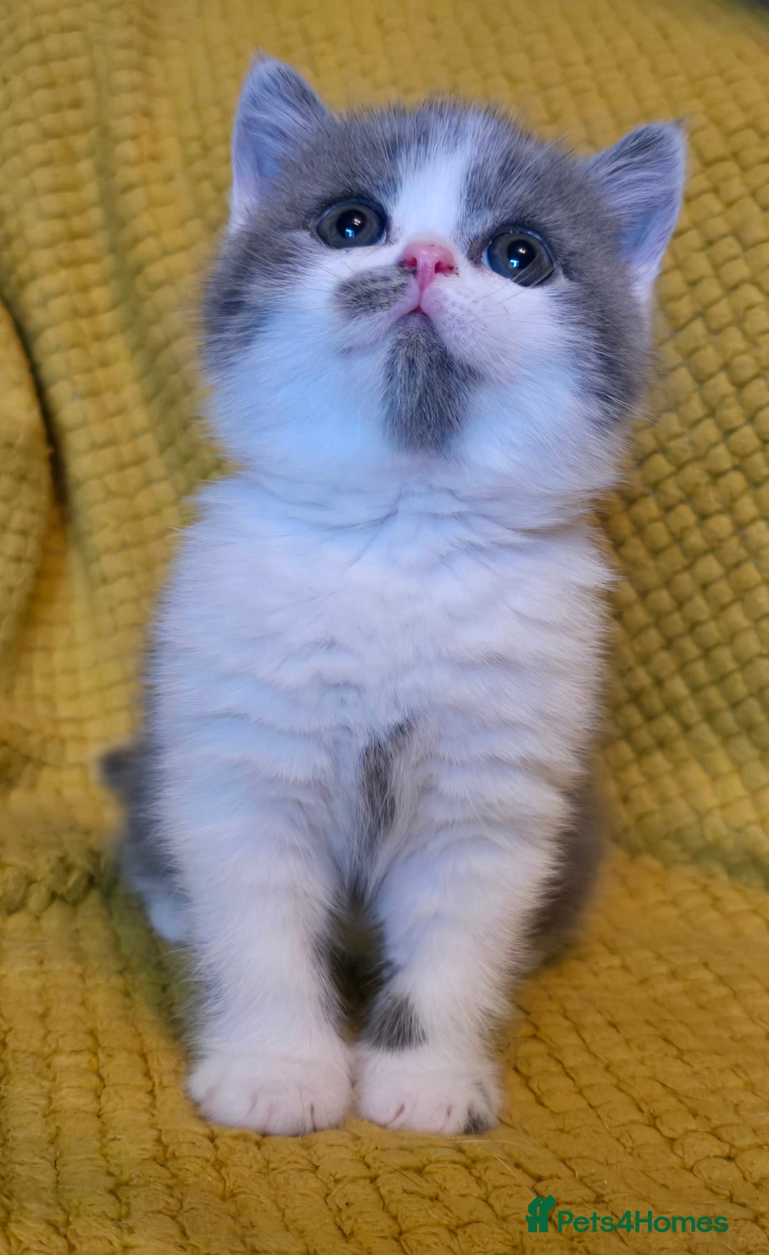 British Shorthair cats for sale: ONE GIRL LEFT GCCF reg BSH kittens - Image 1