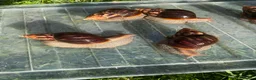 Snails invertebrates for sale: Giant African Snails for sale! - Advert 4