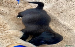Jack Russell dogs for sale: Bob tail jacks  - Image 19