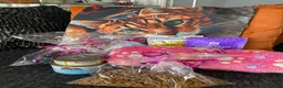 Bengal cats for sale: One Little Princesses - Advert 21