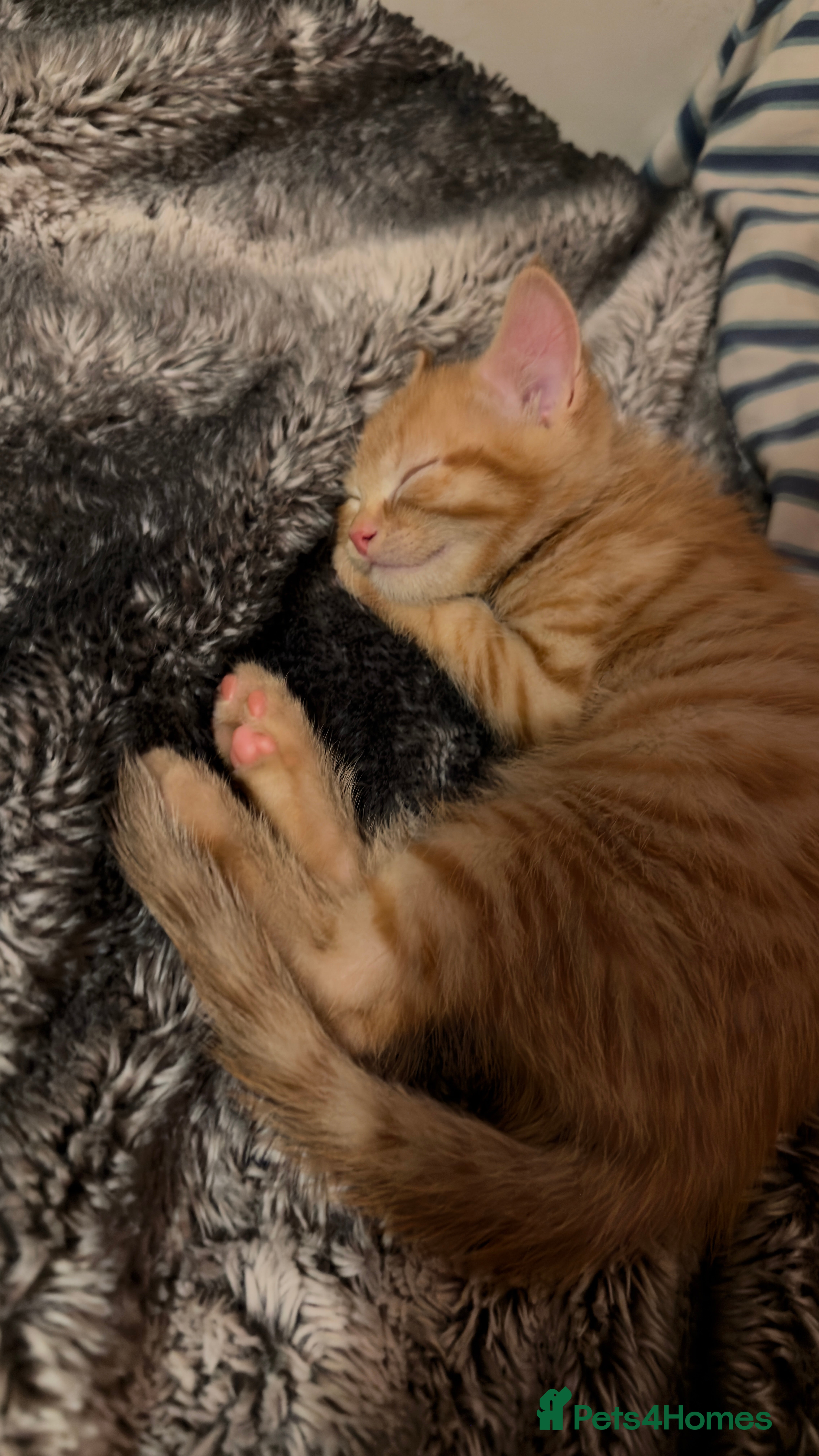 Mixed Breed cats Adorable male ginger kitten  - Advert 1