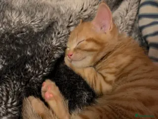 Mixed Breed cats Adorable male ginger kitten - Advert 1