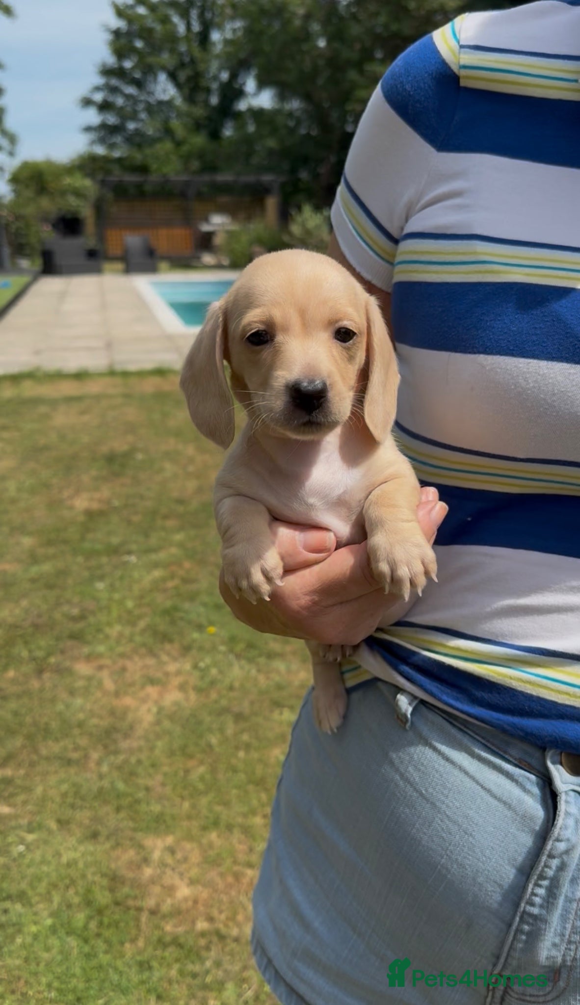 Miniature Dachshund dogs Beautiful short haired miniature dachshunds - Advert 13