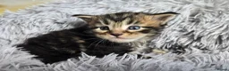 Maine Coon cats for sale: Stunning TICA Maine Coon kittens - Advert 19