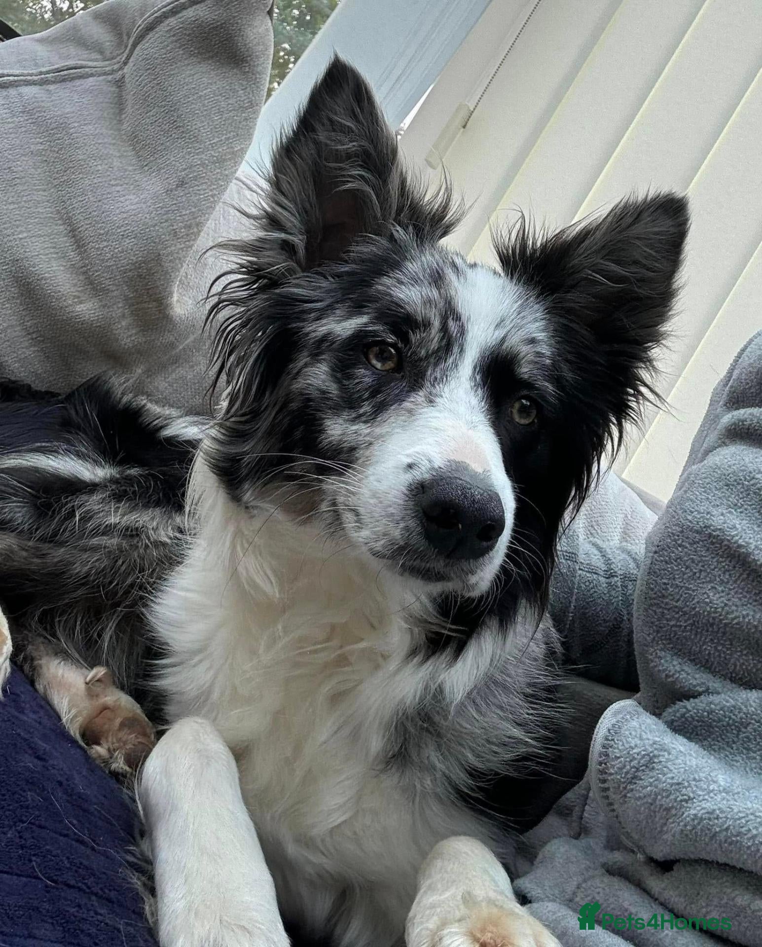 Border Collie dogs Stunning Border Collie puppies - Advert 5