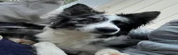 Border Collie dogs for sale: Stunning Border Collie puppies - Advert 1
