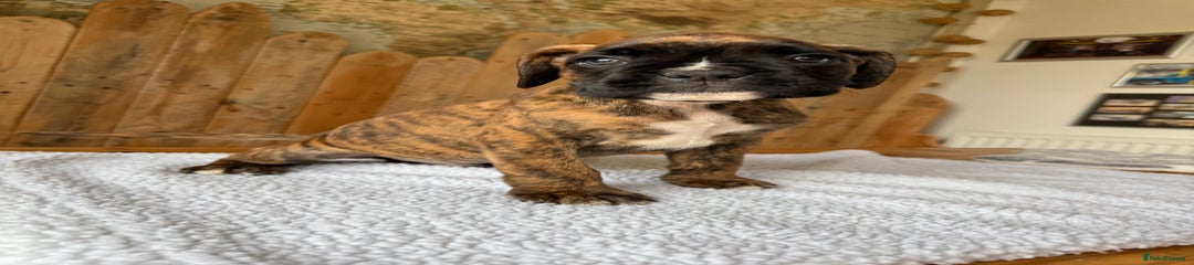 Boxer Puppy 3