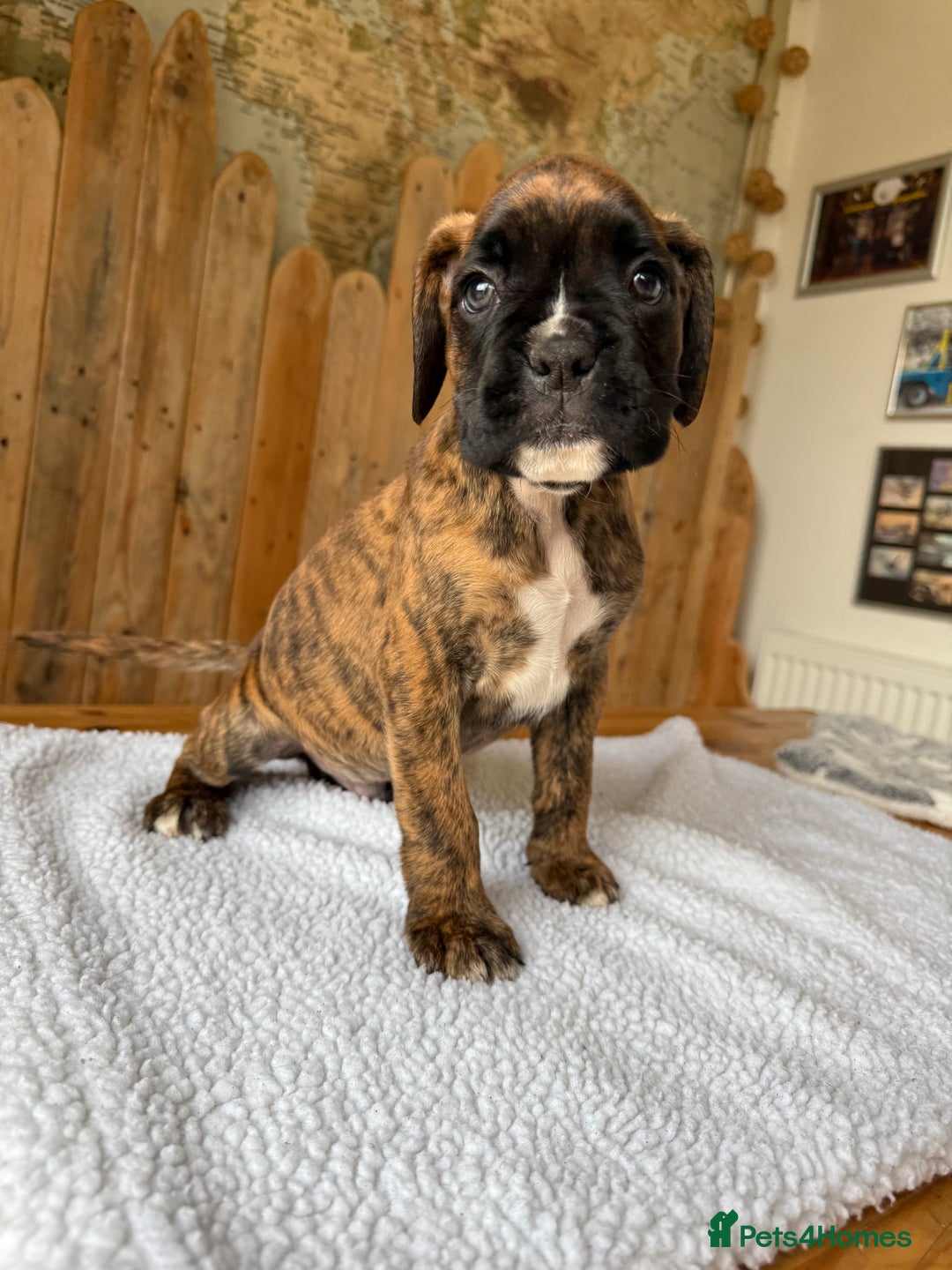 Boxer dogs for sale: STUNNING PEDIGREE BOXERS!x - Image 9