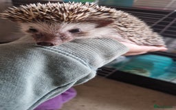 Pygmy Hedgehog rodents for sale: Nova - female hedgehog - Image 1
