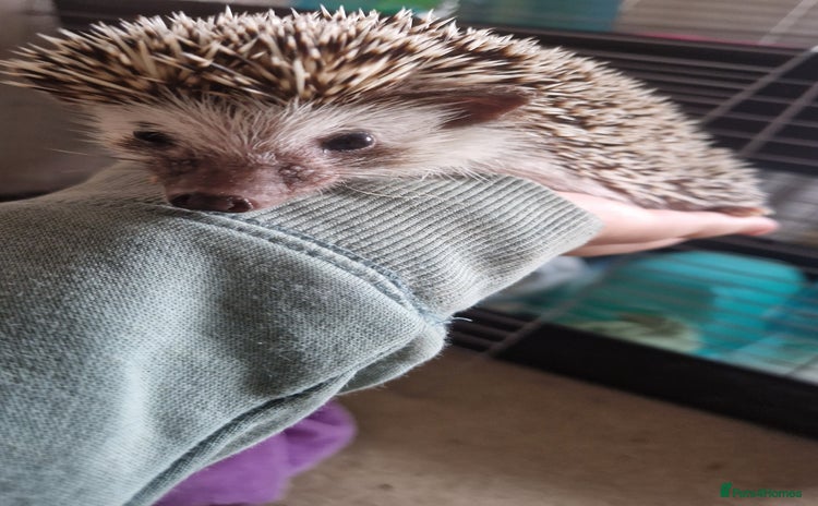 Pygmy Hedgehog rodents - Advert 2