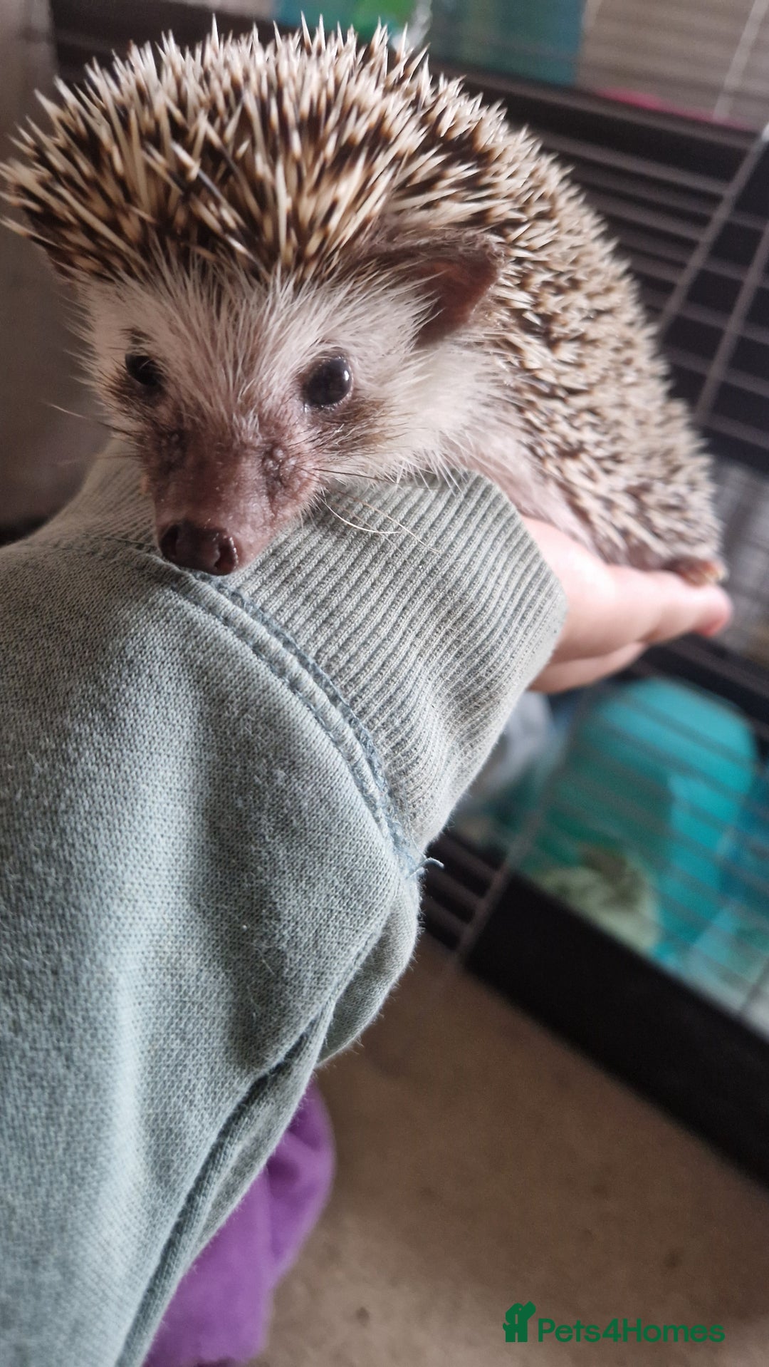 Pygmy Hedgehog rodents for sale: Nova - female hedgehog - Image 1