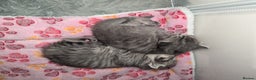 Mixed Breed cats for sale: Beautiful grey silver tabby kittens, ragdoll X Mum - Advert 8